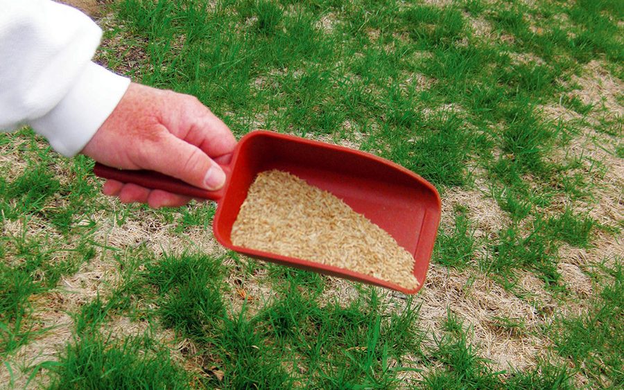 Handi Scoop Jr. used for spreading grass seed.